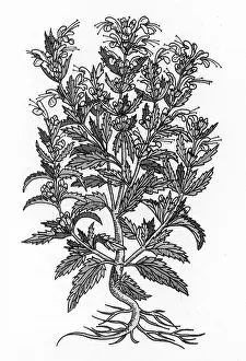 Complementary Medicine Drucke: Turkey Balm