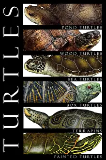 Animal Illustrations Drucke: Turtles, Poster