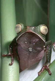 Rainforest Wildlife Photos Drucke: Vaillanti's Monkey Frog