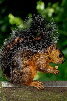 Central America Animals Drucke: Variegated Squirrel