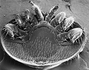 Arthropod Parasite Drucke: Varroa Mite