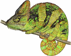 Nature Posters Drucke: Veiled Chameleon