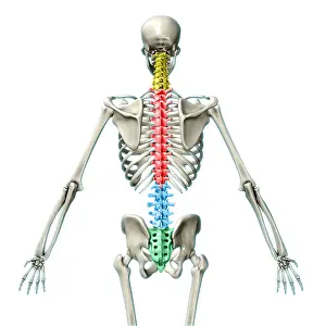Medical Illustration Art Drucke: Vertebral Column, Illustration
