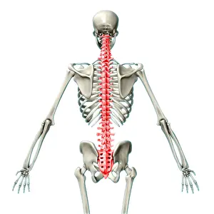 Human Skeleton Model Drucke: Vertebral Column, Illustration