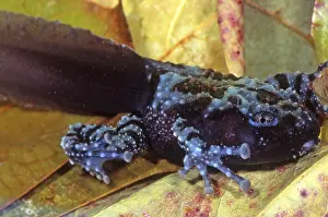 Vietnamesischer Moostierchenfrosch