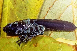Frog Development Stages Drucke: Vietnamese Moss Frog