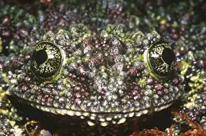 Theloderma Corticale Drucke: Vietnamese Moss Frog