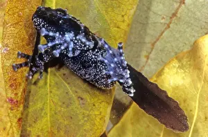Nature Animal Photos Drucke: Vietnamese Moss Frog