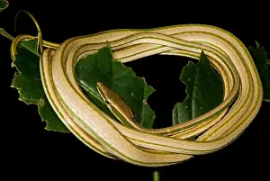 Peruvian Wildlife Drucke: Vine Snake