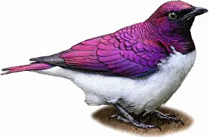 Bird Illustration Art Drucke: Violet Backed Starling