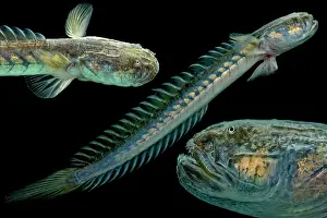 Atlantic Ocean Creatures Drucke: Violet Goby (Gobioides broussonnetii)