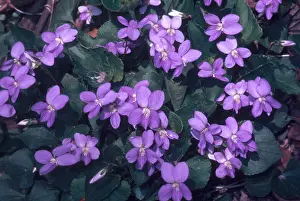 Violet Flower Drucke: Violets