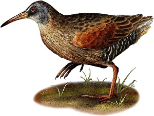 American Wildlife Art Drucke: Virginia Rail