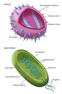 Viral Particle Structure Drucke: Virus vs bacteria structure comparison of differences, diagram, medical visual