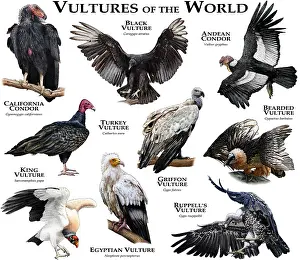 Vulture Species Drucke: Vultures of the World