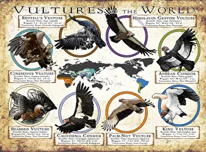 Bird Illustration Art Drucke: Vultures of the World