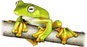 Nature Posters Drucke: Wallace's Flying Frog