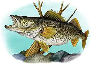 American Wildlife Art Drucke: Walleye