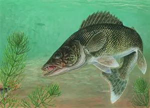 Animal Illustrations Online Drucke: Walleye (Sander vitreus)
