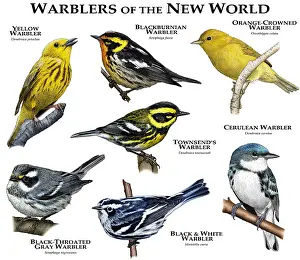 2018 Drucke: Neuwelt-Sperlingsvögel