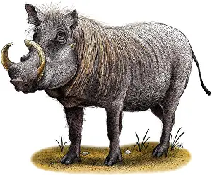 African Wildlife Art Drucke: Warthog