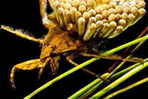 Aquatic Beetles Drucke: Water Beetle Brooding Eggs