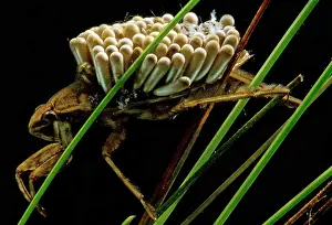 Parental Care In Animals Drucke: Water Beetle Brooding Eggs