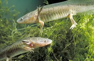 New Mexico Wildlife Photos Drucke: Waterdogs