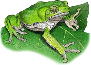 Wildlife Illustrations Drucke: Waxy Monkey Treefrog