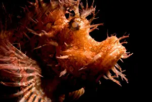 Colorful Ocean Creatures Drucke: Weedy Scorpionfish