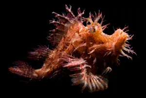 Colorful Sea Creatures Drucke: Weedy Scorpionfish