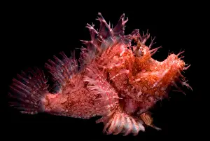 Colorful Ocean Creatures Drucke: Weedy Scorpionfish