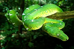 Amazon Rainforest Animals Drucke: West Amazonian Emerald Tree Boa