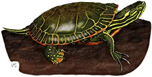 Wildlife Illustration Drucke: Western Painted Turtle