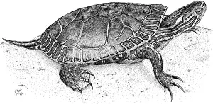 Wildlife Illustration Drucke: Western Painted Turtle