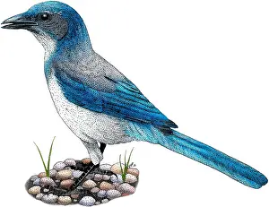 Gerahmter Druck : Westlicher Schreitvogel Gerahmter Druck : Westlicher Schreitvogel