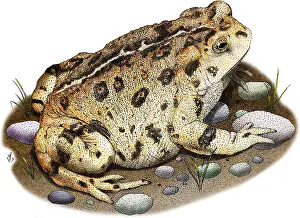Westlicher Laubfrosch