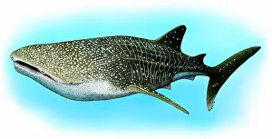 Rhincodon Typus Species Drucke: Whale Shark