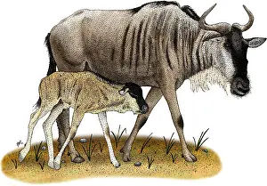African Wildlife Illustration Drucke: White-Bearded Wildebeest