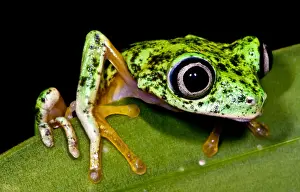 Central American Frogs Drucke: White-eyed Leaf Frog