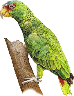 Small Bird Species Drucke: White-fronted Amazon, Illustration
