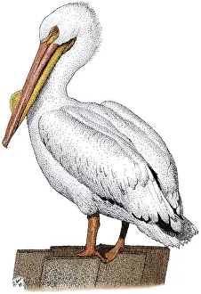 Animal Illustrations Online Drucke: White Pelican