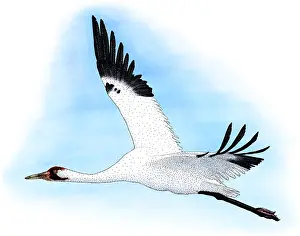 North American Birds Images Drucke: Whooping Crane