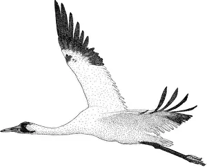 Black And White Bird Images Drucke: Whooping Crane