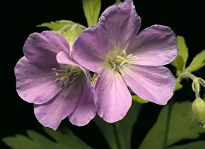 Wild Geranium Drucke: Wild Geranium