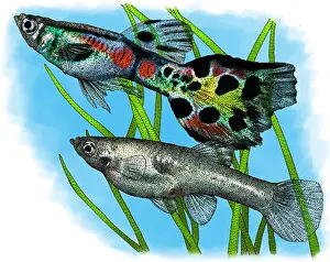 Wild Guppys