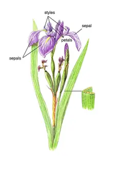 Iridaceae Family Drucke: Wild Iris