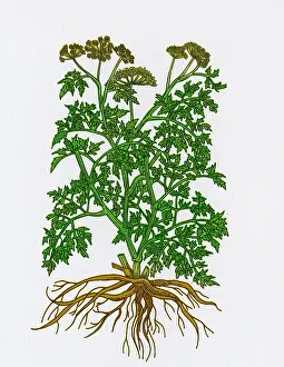 Historical Plant Illustrations Drucke: Wild Parsley