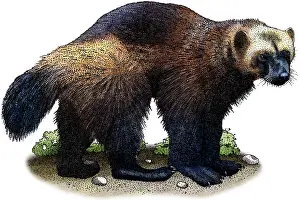 American Wildlife Art Drucke: Wolverine