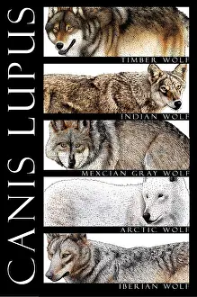 Wildlife Artwork Drucke: Wolves of the World